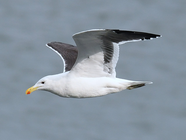 鳥リトグラフ．マルク·デ·ミュレス．アカキツツキ．ミナミベニハチクイ ミナミベニハチクイ - eBird