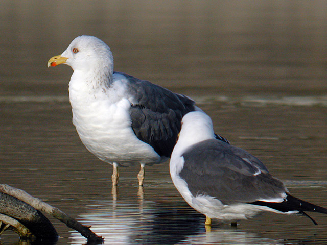 ニシセグロカモメ