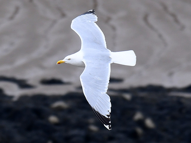 ヨーロッパセグロカモメ
