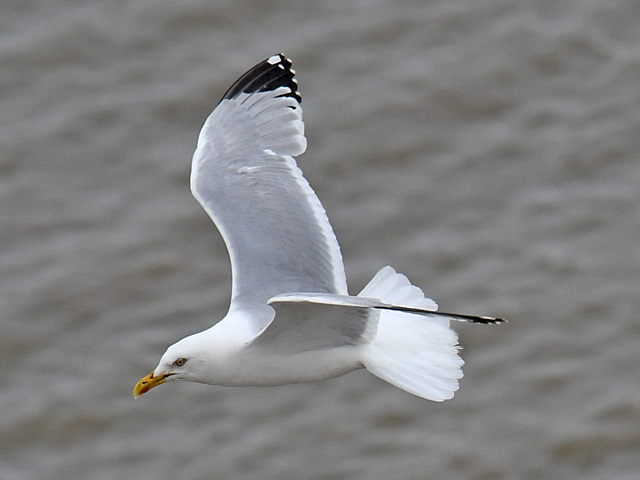 ヨーロッパセグロカモメ