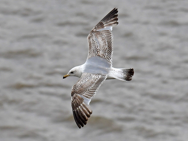 ヨーロッパセグロカモメ