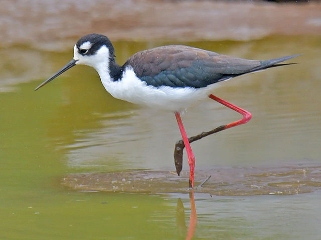 クロエリセイタカシギ