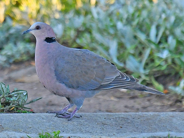 アカメジュズカケバト