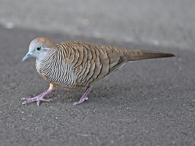 灰色のハト 鳩-Heart Hat （灰二引） | 魔界ノ風鷹