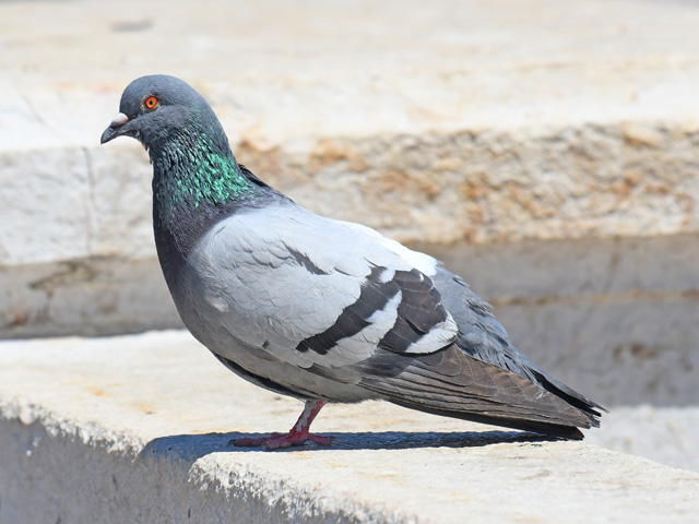 灰色のハト カワラバト