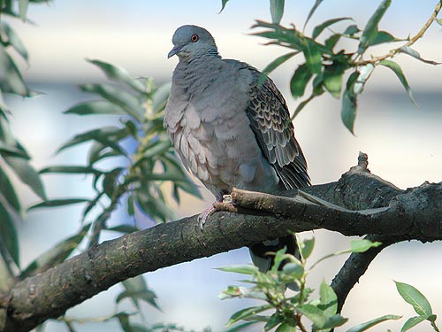 灰色のハト キジバト