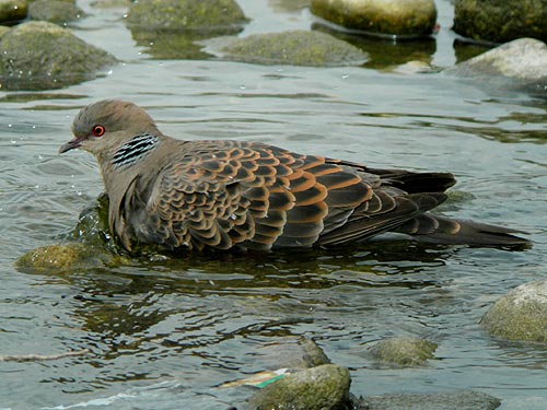灰色のハト シラコバト（ハト目ハト科） | Anpapa@B級野鳥図鑑