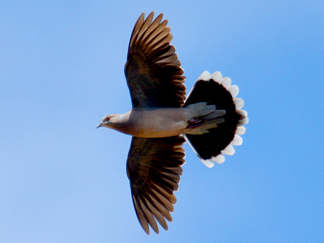 灰色のハト キジバト