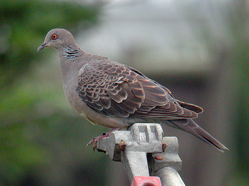 灰色のハト シラコバト（ハト目ハト科） | Anpapa@B級野鳥図鑑