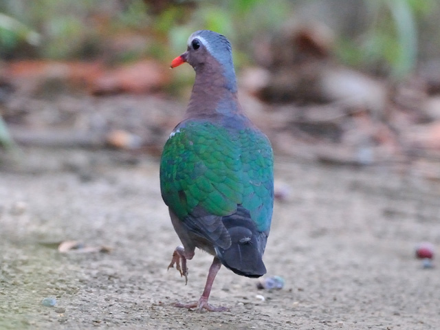 灰色のハト キンバト