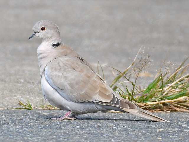 灰色のハト シラコバト