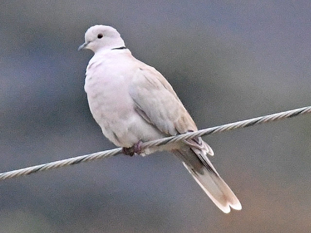 灰色のハト シラコバト