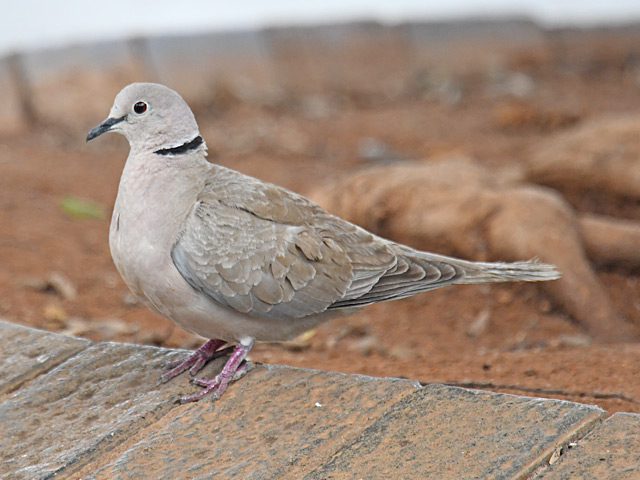 灰色のハト シラコバト