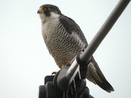 アメリカハヤブサ アメリカハヤブサ Amazon | TSP HAYABUSA ZX(ハヤブサZX) FL