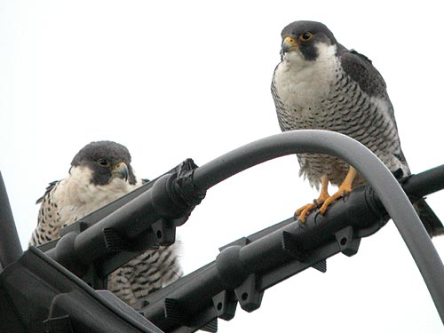 アメリカハヤブサ アメリカハヤブサ - 日本の野鳥識別図鑑