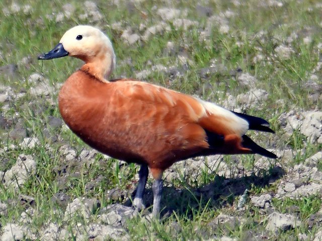 つかめるかも アカツクシガモ
