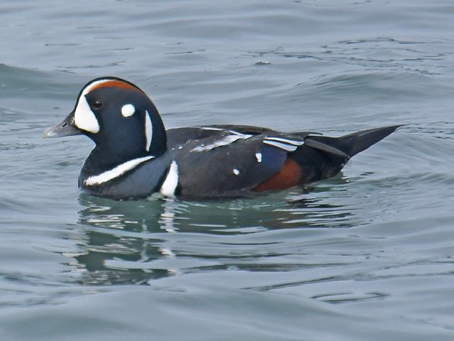 シノリガモの剥製　鴨　鳩 960px-Harlequin_Duck_(