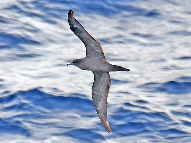 オナガミズナギドリ