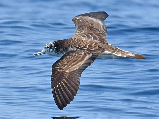 オオミズナギドリの剥製 オオミズナギドリの剥製