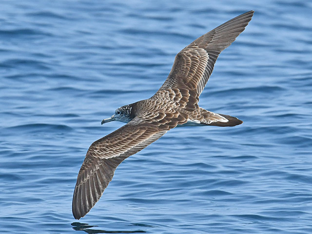 オオミズナギドリ