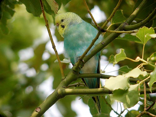 セキセイインコ　a⑥ 約1/2サイズセキセイ&オカメインコ | TinyBooBoo