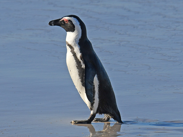 ケープペンギン