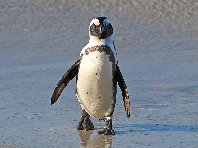 ケープペンギン
