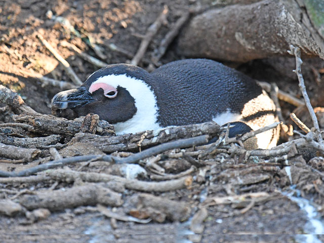 ケープペンギン
