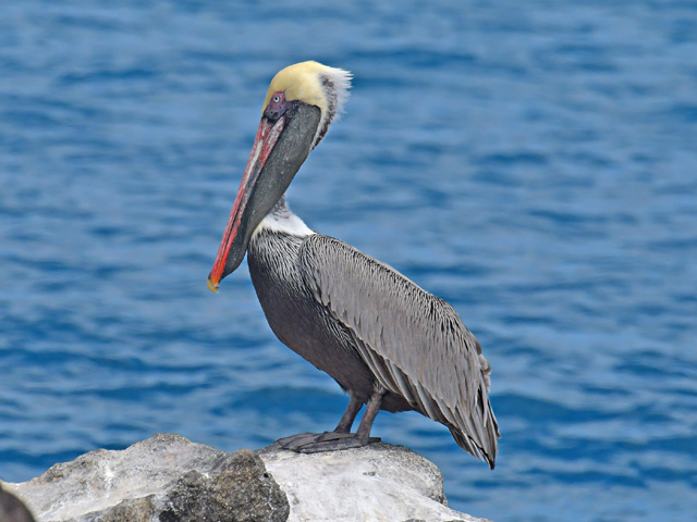 カッショクペリカン