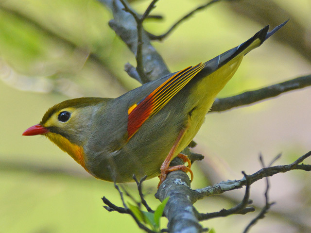 ソウシチョウ　バードカービング ソウシチョウ バードカービング ソウシチョウ | ZooPicker