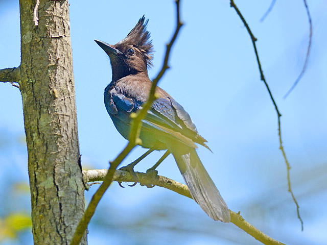【カケスページ】 ステラーカケス (Cyanocitta stelleri) - Picture Bird