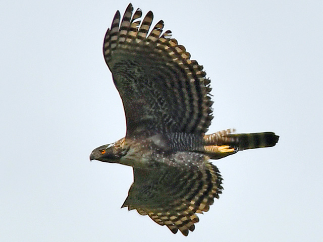 レア！高品質　マダラシギダチョウ（Spotted nothura）頭骨 L24.png